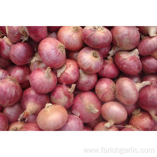 New crop Red onion